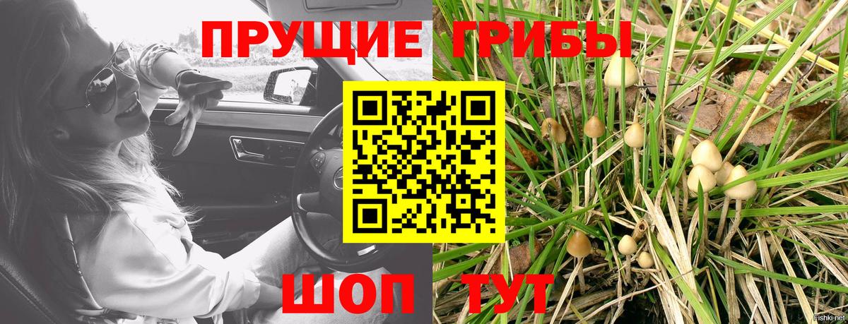 где купить   Галлюциногенные грибы Psilocybine cubensis  Вход с VPN  Псилоцибиновые грибы Psilocybe  Юрга 
